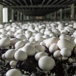 Mushroom Spawn (inoculation) and Growing