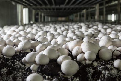 Mushroom Spawn (inoculation) and Growing