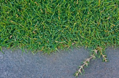 Turfgrass Benefits, Types and Care Guidelines