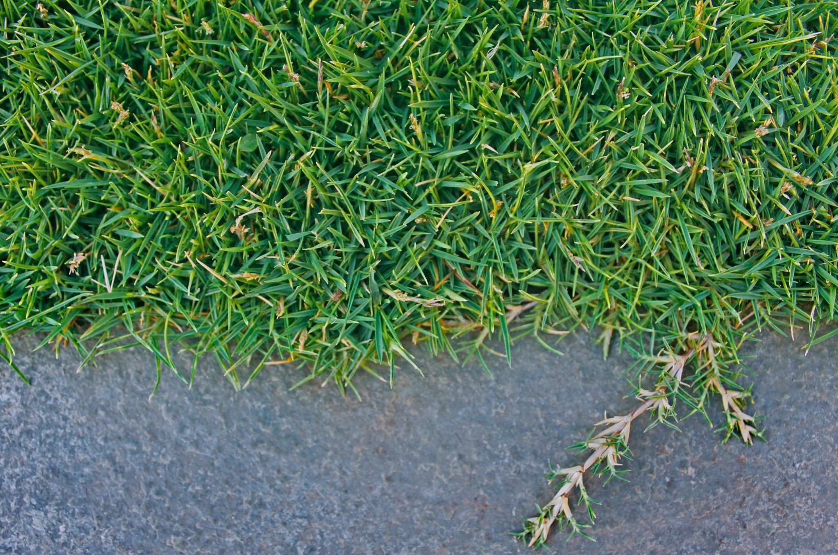 Turfgrass Benefits, Types and Care Guidelines