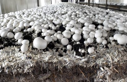 mushrooms facilities