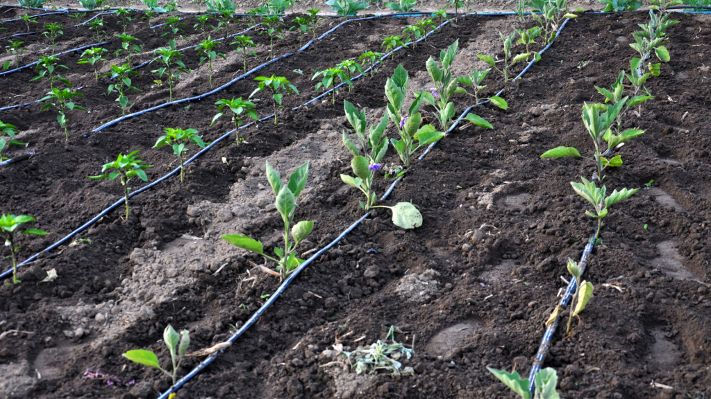 sustainable irrigation methods for food security