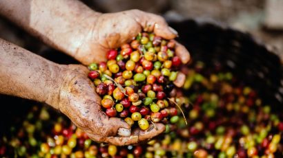 تاريخ نبات القهوة ومعلومات عامة