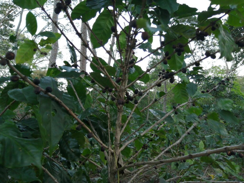 حصاد شجرة البن - قطف ثمار البن