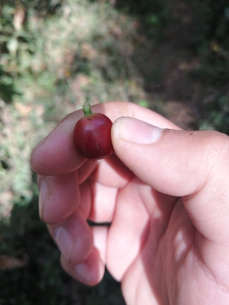 حصاد شجرة البن - قطف ثمار البن
