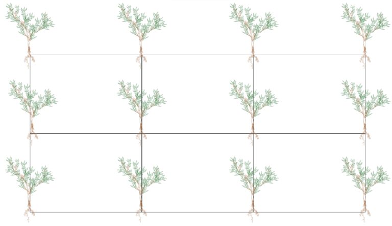 زراعة أشجار البن والتباعد بين النباتات