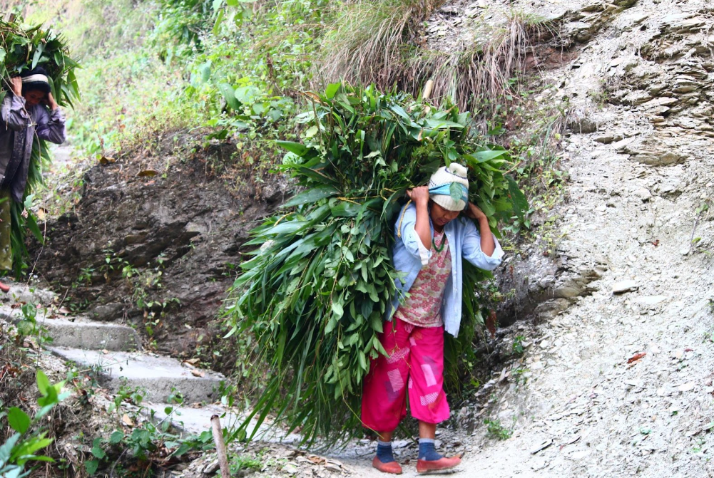 मृदा कार्बन जब्त और ग्रामीण महिलाओं का प्रभाव