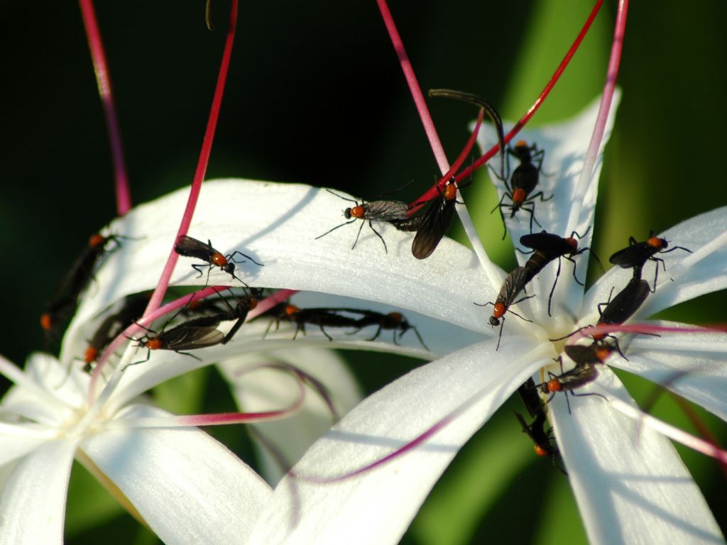 Changes in the life cycle of Love Bugs alarm the ecologists
