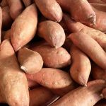 Comment produire des boutures de patate douce