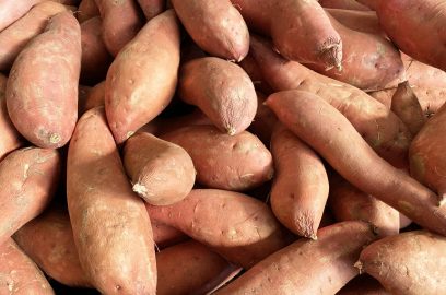 Comment produire des boutures de patate douce