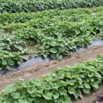 Exigences en matière de sol, préparation du sol et plantation de la patate douce