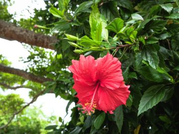 How to Propagate Hibiscus