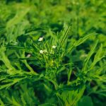 How to fight the current alarming invasion of the Parthenium weed