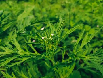 How to fight the current alarming invasion of the Parthenium weed
