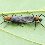 Interesting facts about Love Bugs and their role in the ecosystem