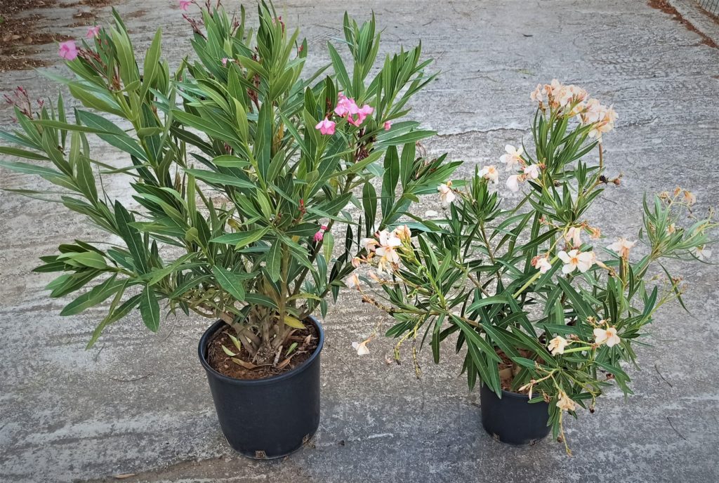 La adelfa (Nerium oleander)