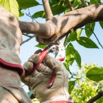 Lemon Tree Pruning for Optimal Growth and Yield