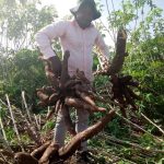Manioc: Histoire, valeur nutritionnelle et informations sur la plante