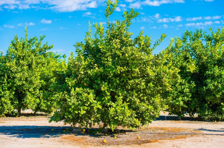 Nutrient needs and Fertilization of Lemon trees