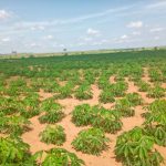 Variétés de manioc