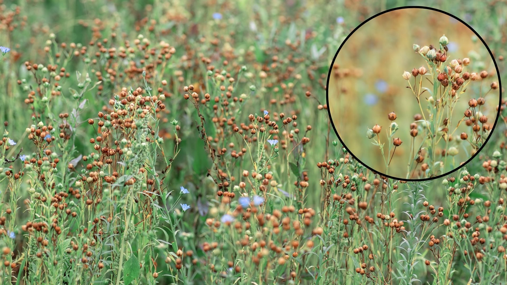 A Complete Guide on Flaxseed Cultivation Wikifarmer