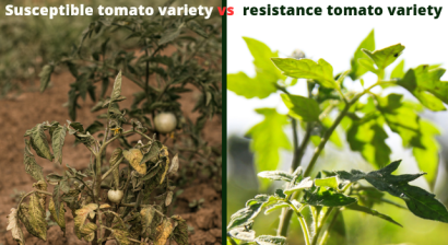 What is plant resistance
