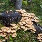 15 Fatos Interessantes Sobre Cogumelos