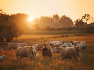 Cómo reducir el estrés por calor en el ganado lechero
