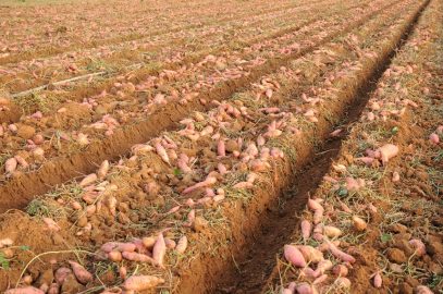 Cultivar batatas para obtener beneficios económicos