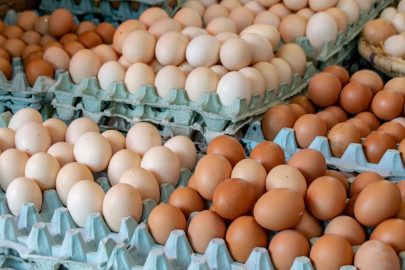 Fatos interessantes sobre ovos
