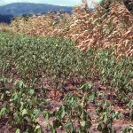 Moroccan agriculture facing climate change