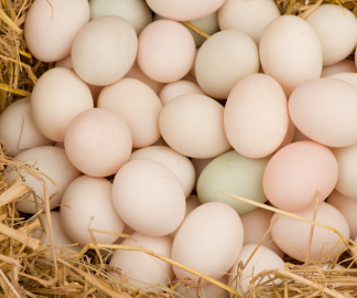 O que afeta a qualidade e o tamanho dos ovos?
