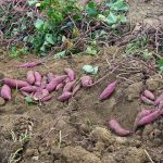 Producción, cosecha, tratamiento y almacenamiento de la batata