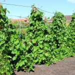 Runner Beans Information and Production Steps