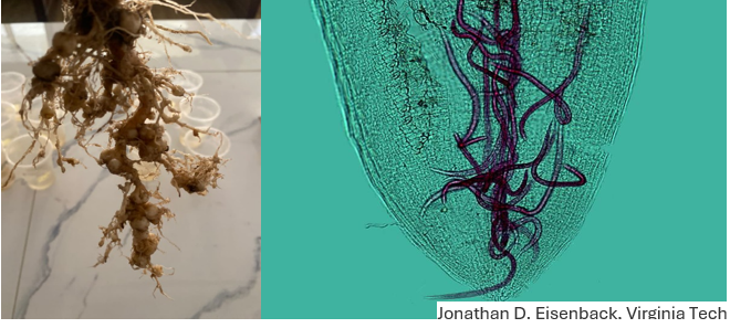 INTRODUCTION TO PLANT PARASITIC NEMATODES: 1. WHAT ARE NEMATODES?