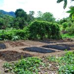 Biochar application to agricultural soils