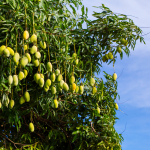 Cómo cultivar mangos para obtener beneficios - Producción de mango - Visión general