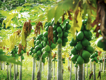 Cómo cultivar papayas para obtener beneficios – Guía de producción