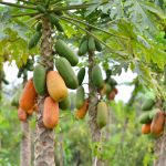 Cosecha, producción y almacenamiento de la papaya