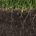 Enhancing Soil Health Benefits of Cover Crops and Practical Examples