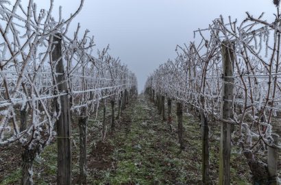 Frost damage in the vineyards and ways of prevention