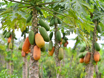 Información sobre el árbol de la papaya