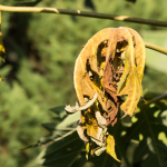 Principales plagas, enfermedades y malas hierbas de la planta de la papaya