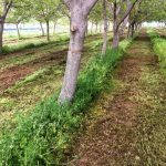 Ventajas de mantener la vegetación en los cultivos de árboles
