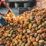 Cocoa Farmers' Livelihood Challenges in West African