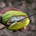 Cocoa Sustainability and Farmers' Empowerment