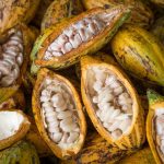 De residuo a recurso: Explorando soluciones circulares para la cáscara de la vaina del cacao