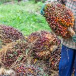 Empowering-Oil-Palm-Farmers-Sustainable-Solutions-for-Yield-Profitability-and-Food-Security