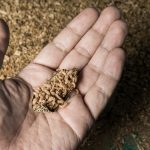 Food Insecurity in Africa Can Insect Consumption Bridge the Protein Gap