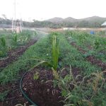 The Impact of Syntropic Agroforestry on Water Usage and Farm Resilience